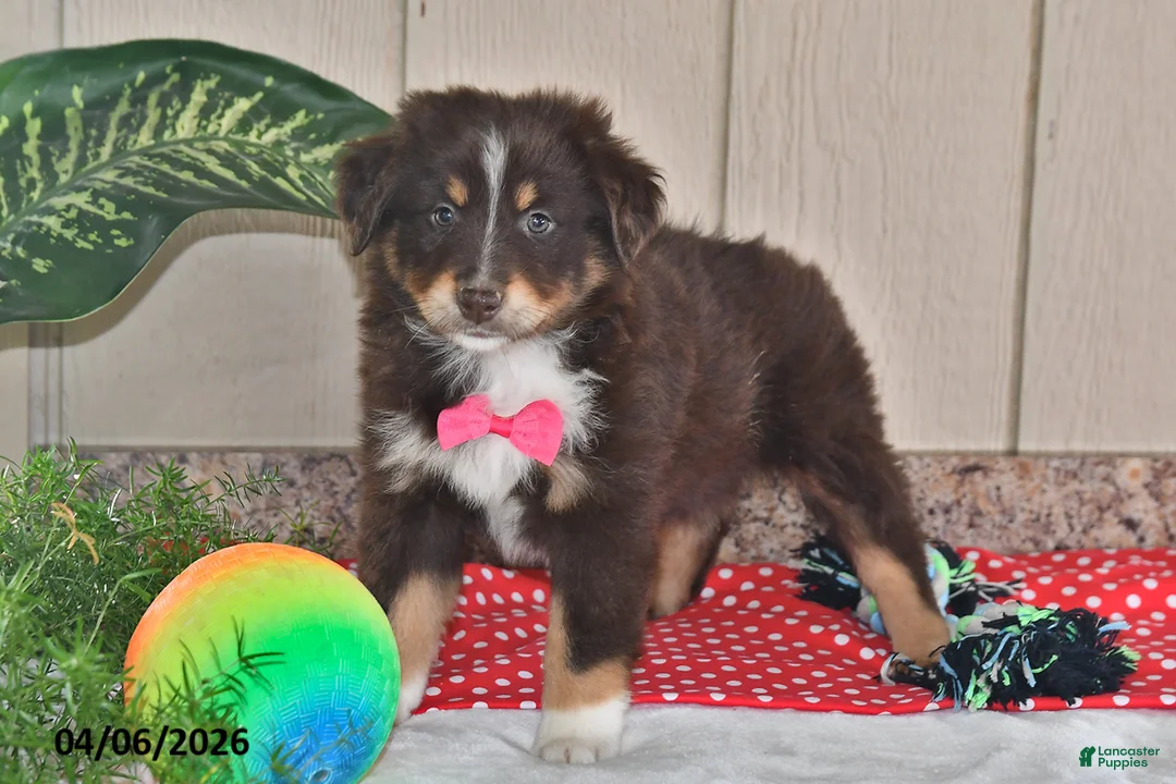 Australian Shepherd dogs for sale: Roxy - Ad 2