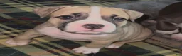 American Bully dogs for sale: American Bully Female - Ad 3