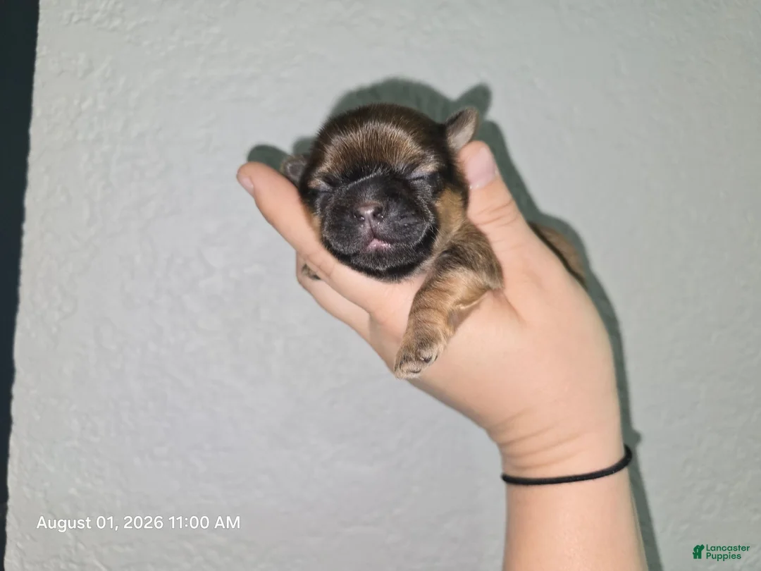 Shih Tzu dogs for sale: Shih Tzu 1 - Ad 4