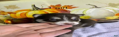 Pomsky 2