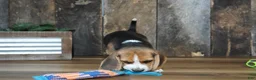 Beagle dogs for sale: Brett - Ad 4