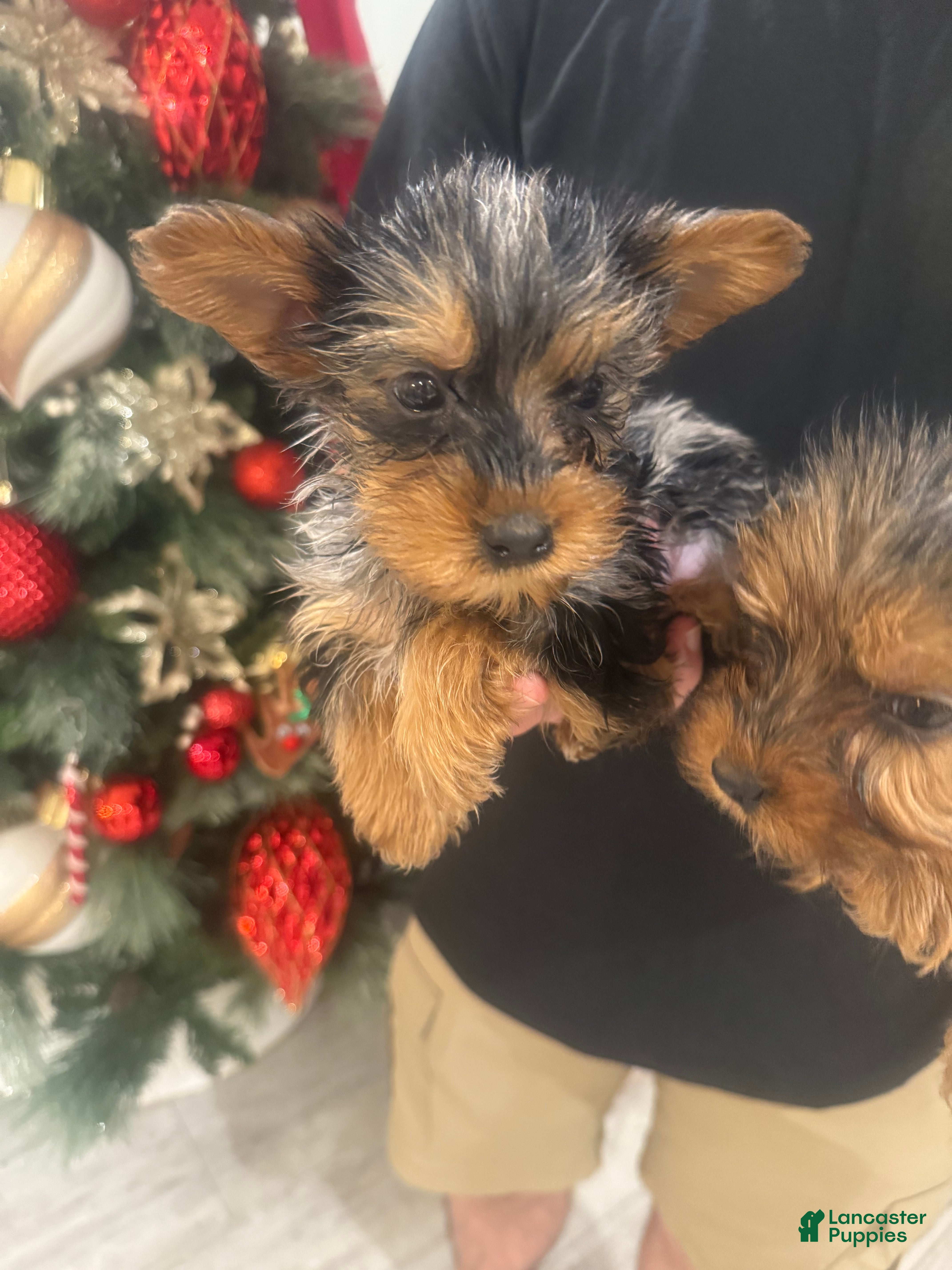 Yorkshire Terrier dogs Yorkshire Terrier Puppy 2 - Ad 7