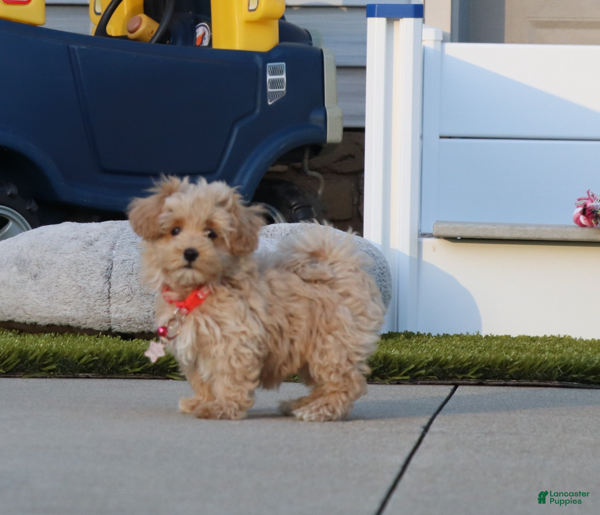 Havapoo dogs Peggy 🌷 Toy/Minature - Ad 1