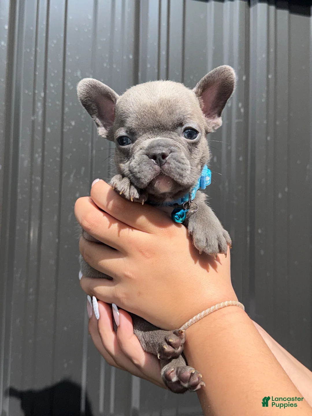 French Bulldog dogs for sale: Zephyr - Ad 1