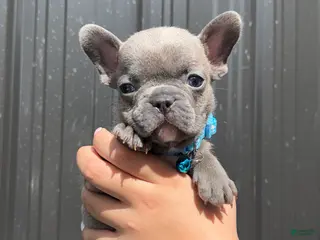 French Bulldog dogs Zephyr - Ad 13