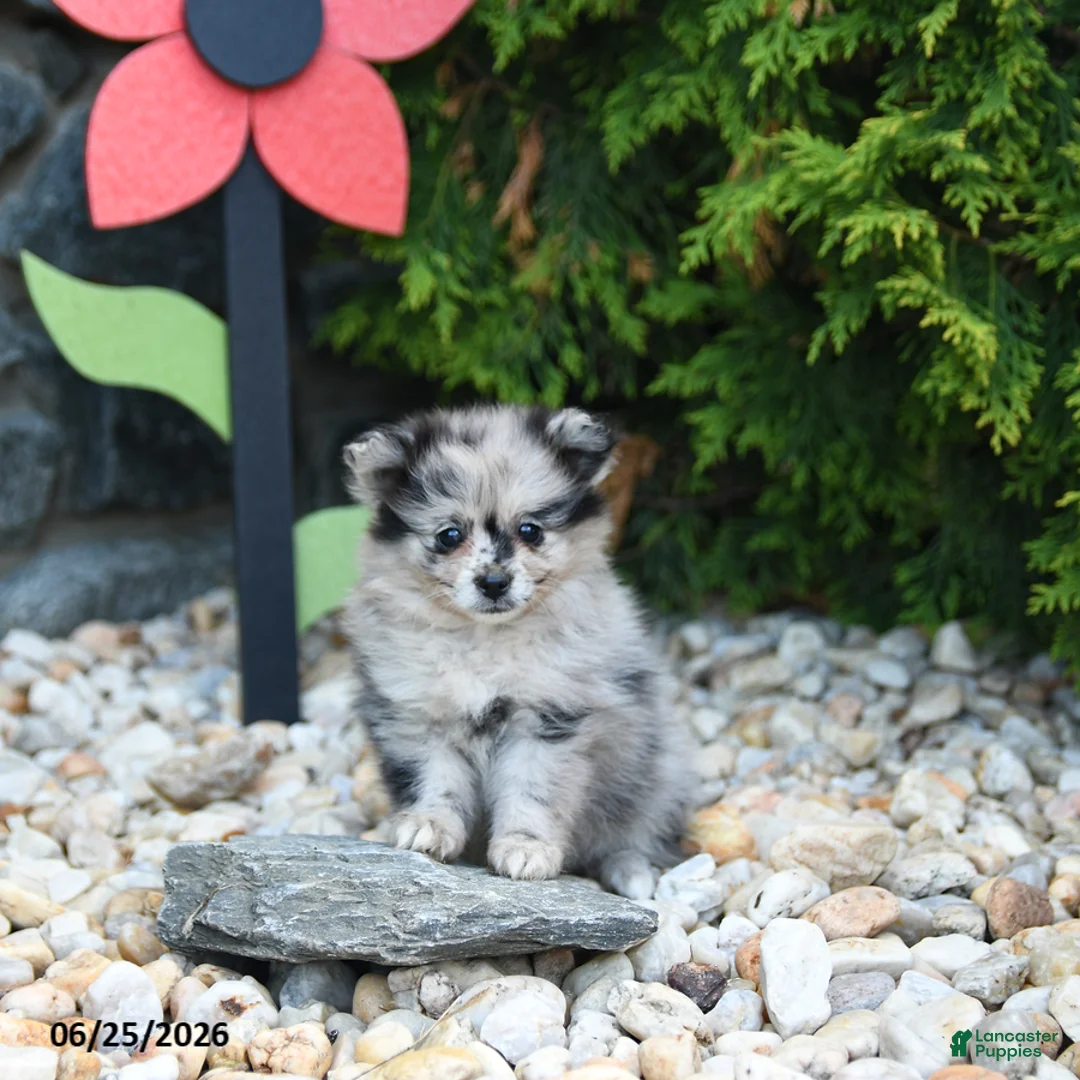 Pomeranian dogs for sale: Candy - Ad 2
