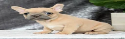 French Bulldog dogs for sale: Buzz - Ad 5