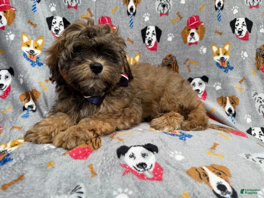 Shihpoo dogs for sale: Drake - Ad 1