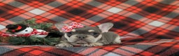 French Bulldog dogs for sale: Corrine - Ad 7
