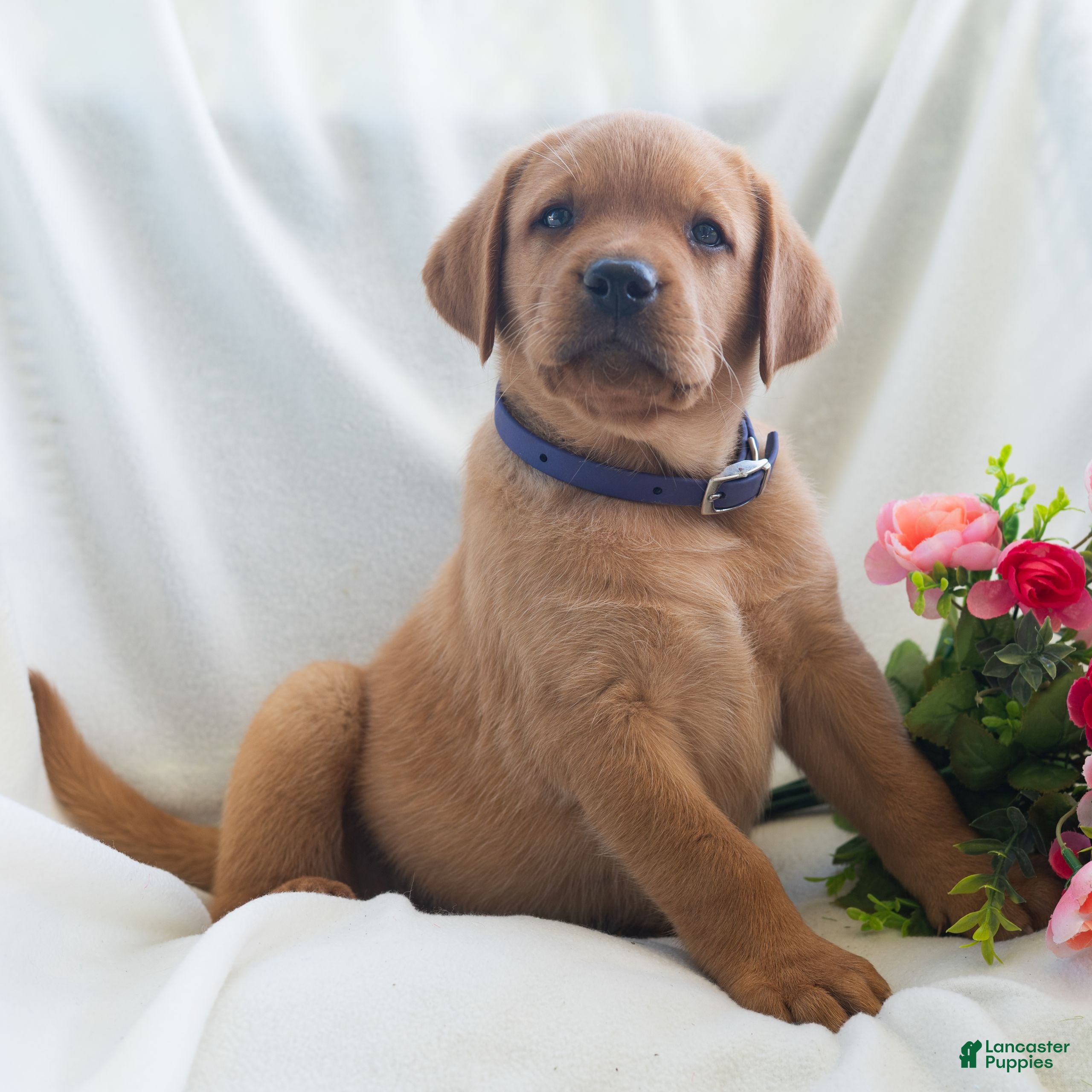 Labrador Retriever dogs Jaren - Ad 2