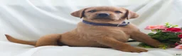 Labrador Retriever dogs for sale: Jaren - Ad 2