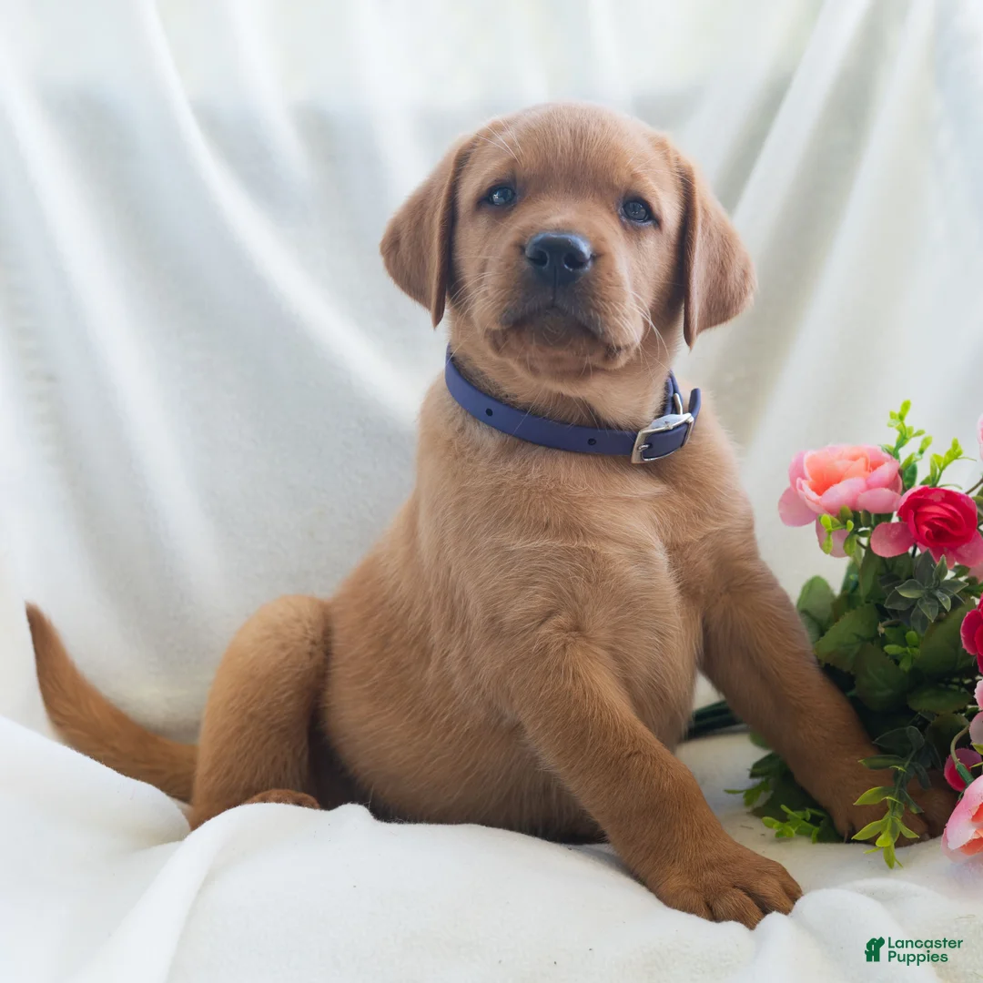 Labrador Retriever dogs for sale: Jaren - Ad 2