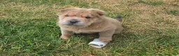 Shar Pei dogs for sale: Roman - Ad 8