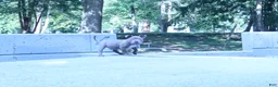 American Bully dogs for sale: Haze - Ad 18