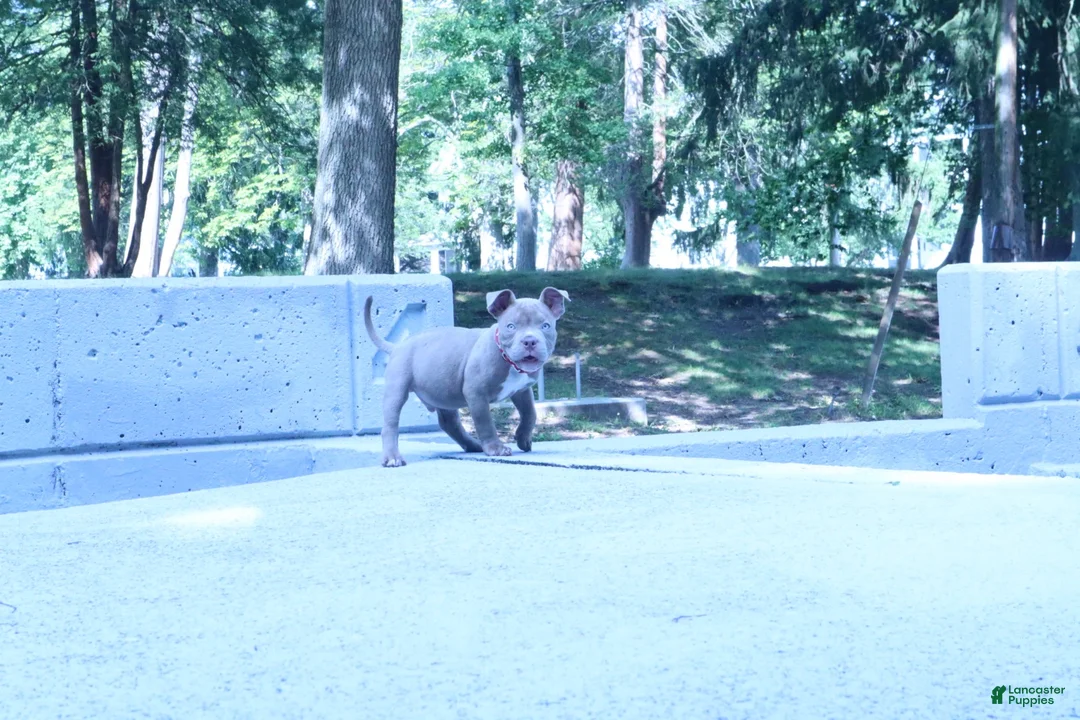 American Bully dogs for sale: Haze - Ad 18