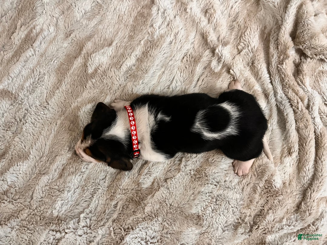 Basset Hound dogs for sale: Billy Bob - Ad 3
