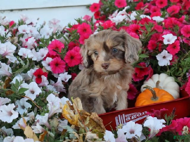 Cavapoo dogs Celine  - Ad 2