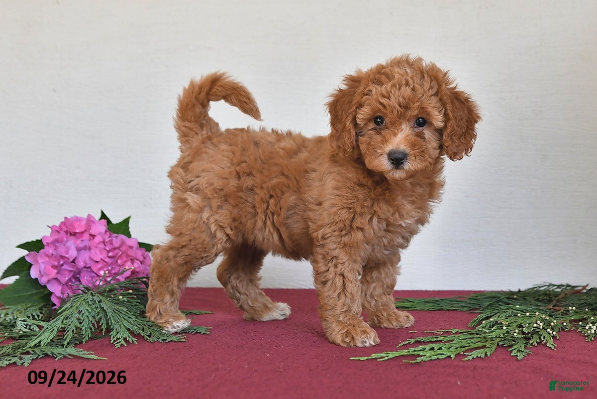 Mini Goldendoodle dogs Penny - Ad 1