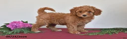 Mini Goldendoodle dogs for sale: Penny - Ad 1