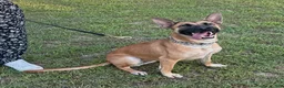 Mixed Breed dogs for sale: Katie - Ad 4