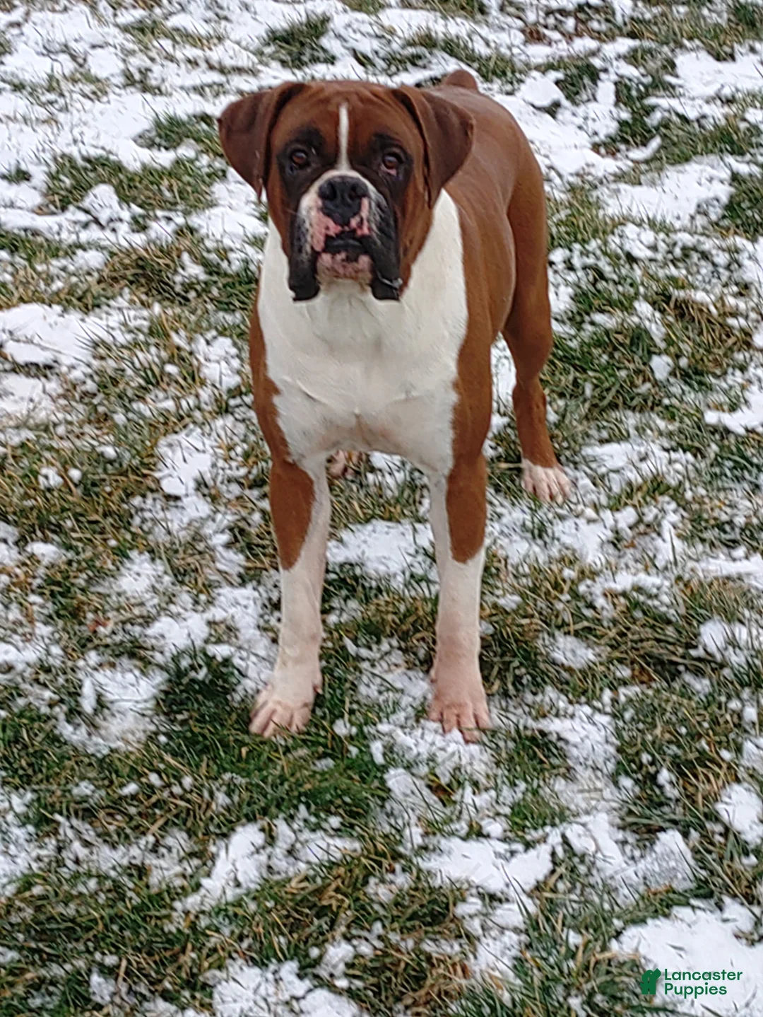 Boxer dogs for sale: Boxer Puppy 1 - Ad 4
