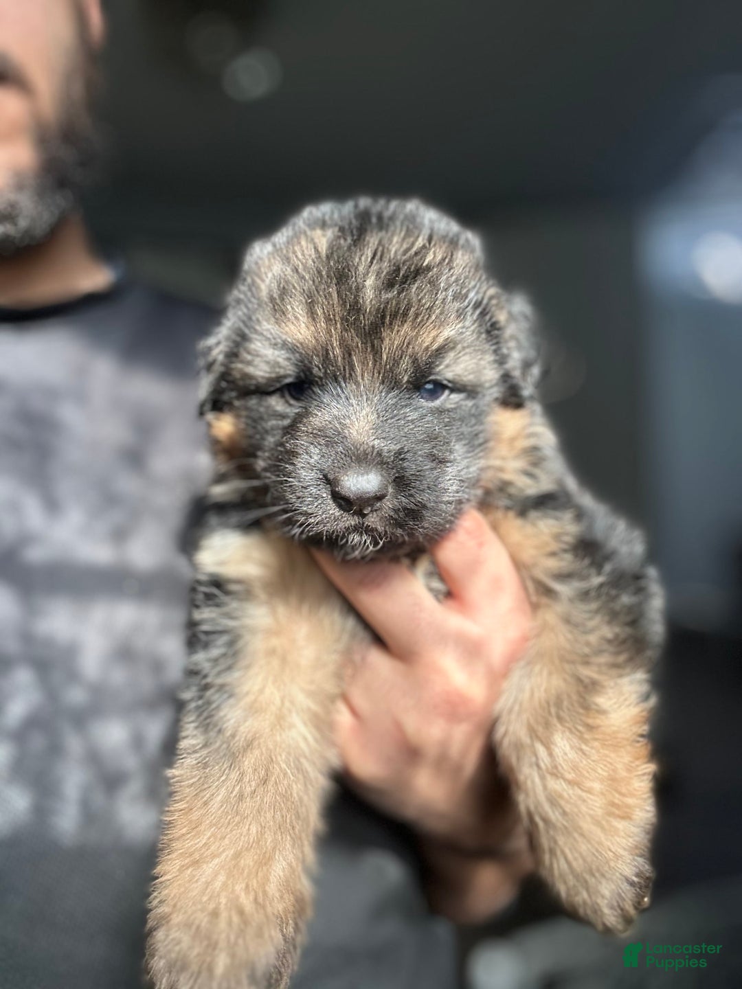 German Shepherd dogs for sale: Mango - Ad 8