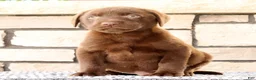 Labrador Retriever dogs for sale: Oscar - Ad 4