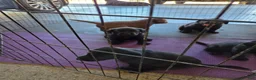 Labrador Retriever dogs for sale: Labrador Retriever 2 - Ad 2