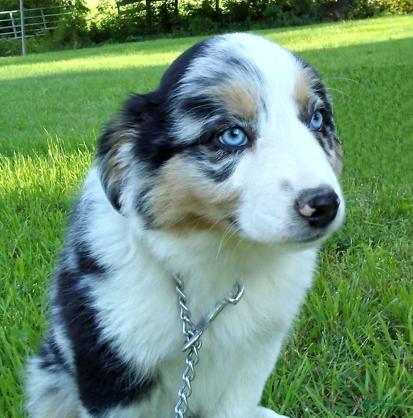 Australian Shepherd dogs Bleu - Ad 1