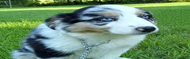 Bleu