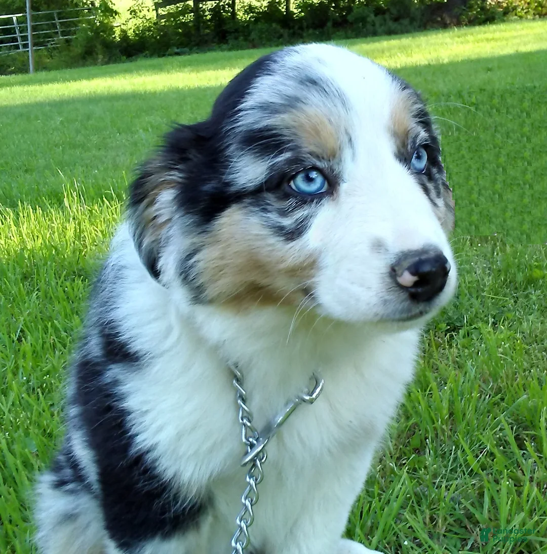 Australian Shepherd dogs for sale: Bleu - Ad 1