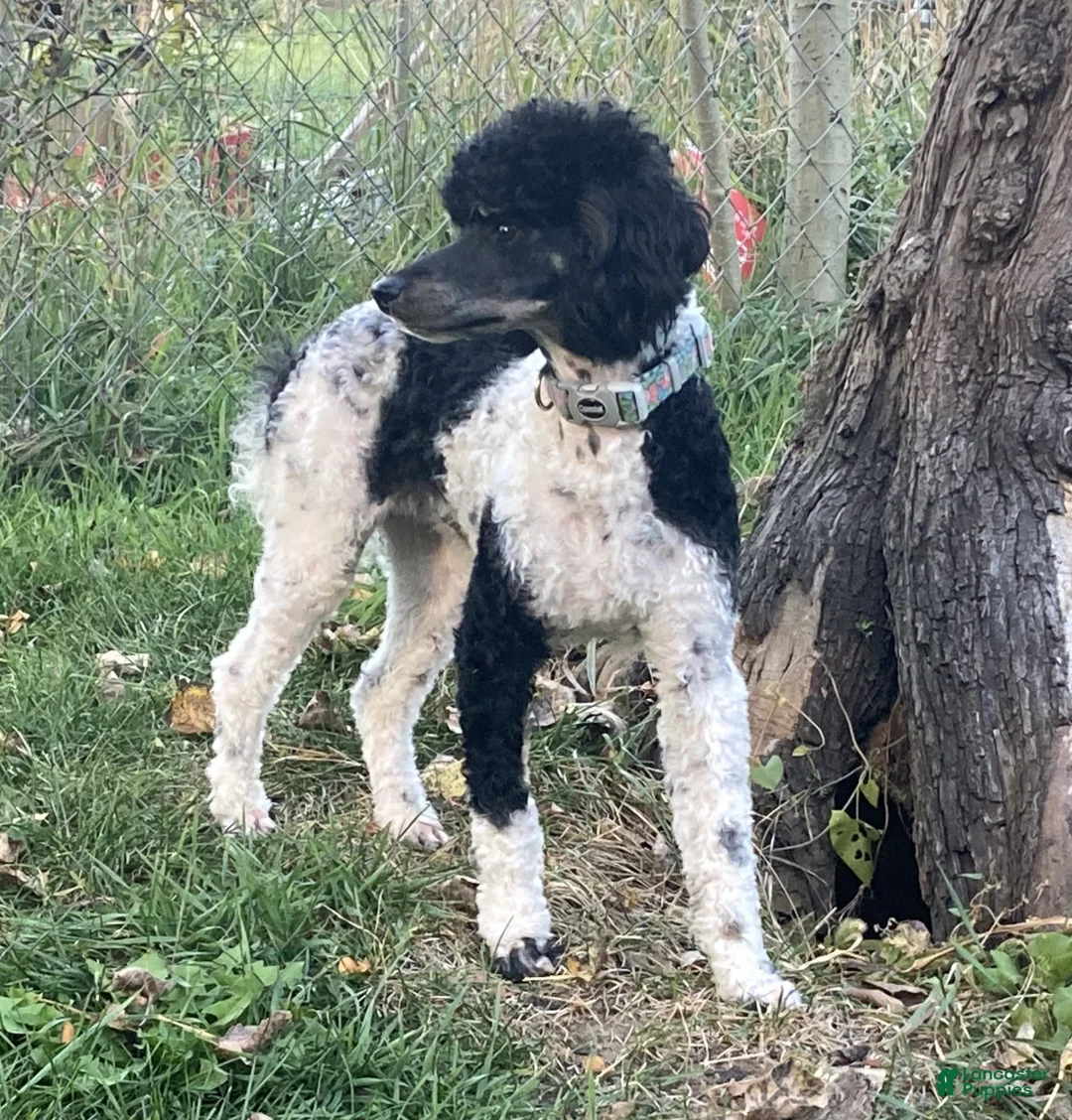 Miniature Poodle dogs for stud: Puppy Love's Maverick - Ad 1