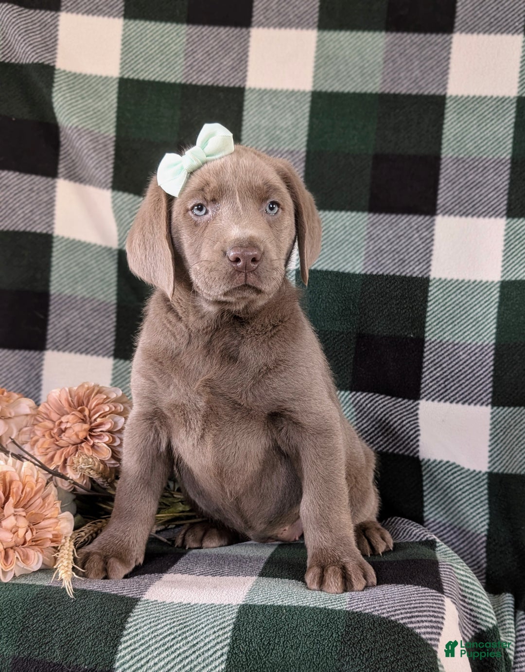 Labrador Retriever dogs for sale: Dori AKC Silver Lab - Ad 2