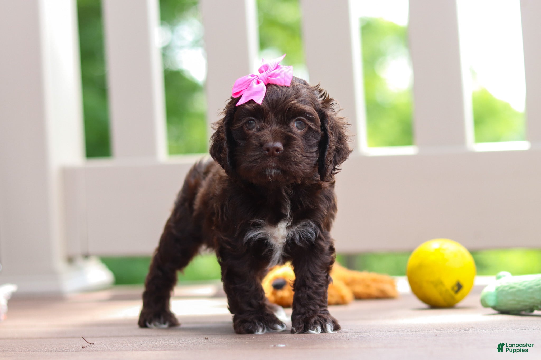 Cocker Spaniel dogs Ellie - Ad 1