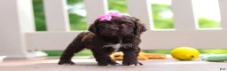 Cocker Spaniel dogs for sale: Ellie - Ad 1