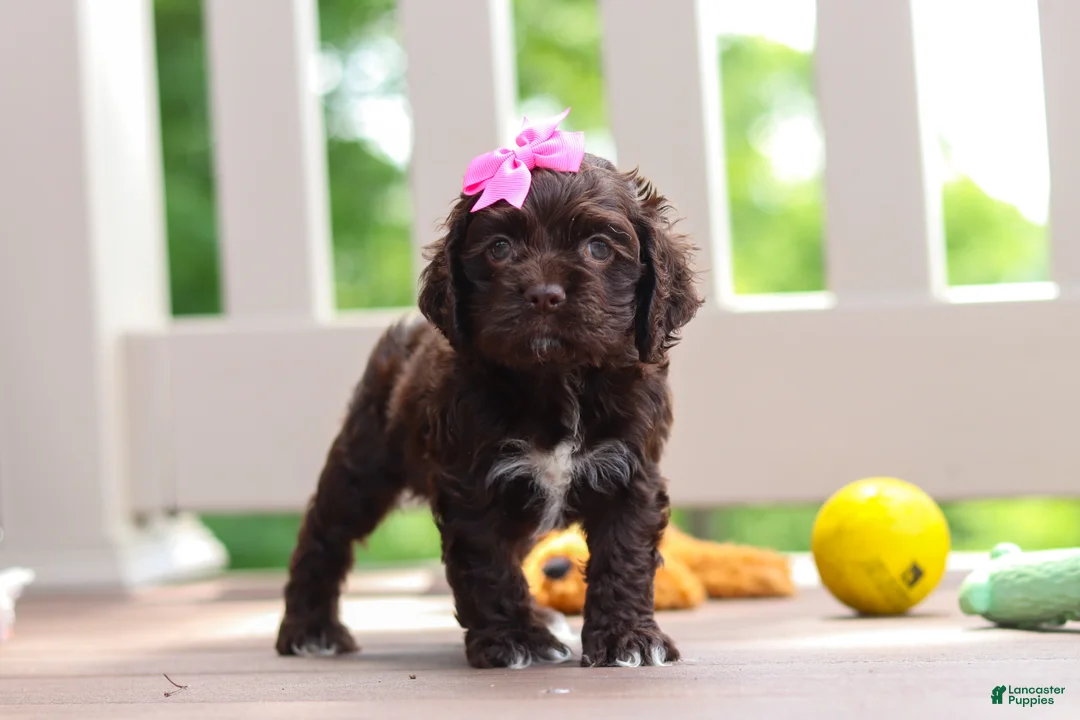 Cocker Spaniel dogs for sale: Ellie - Ad 1