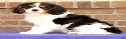 Cavalier King Charles Spaniel dogs for sale: Rosy - Ad 5