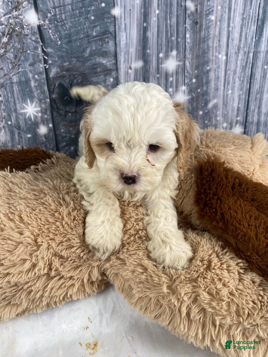 Cavapoo dogs for sale: Jenna - Ad 3