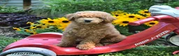 Cockapoo dogs for sale: Birch - Ad 1