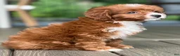 Cavapoo dogs for sale: Lulu - Ad 4