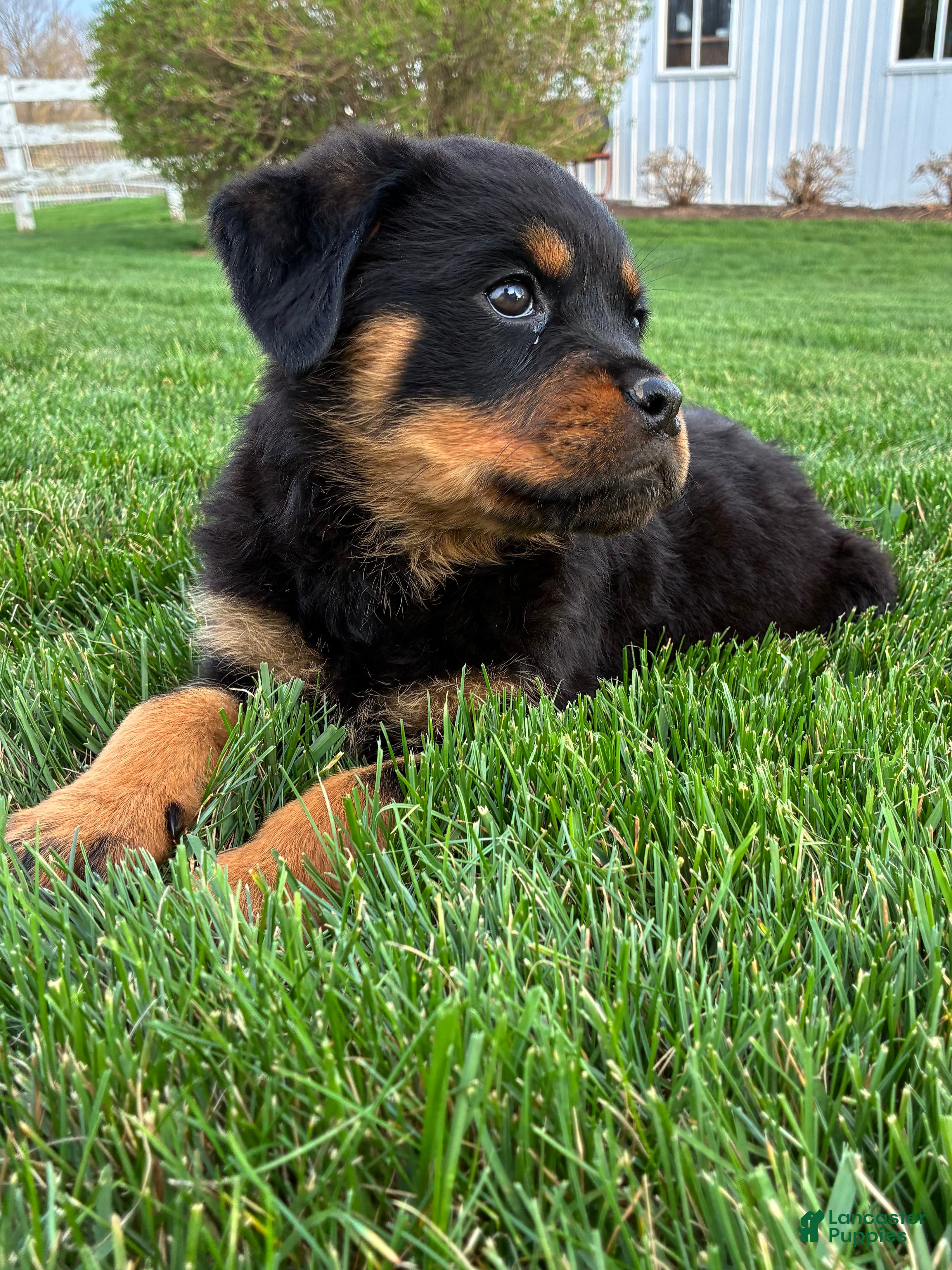 Rottweiler dogs Bella - Ad 2