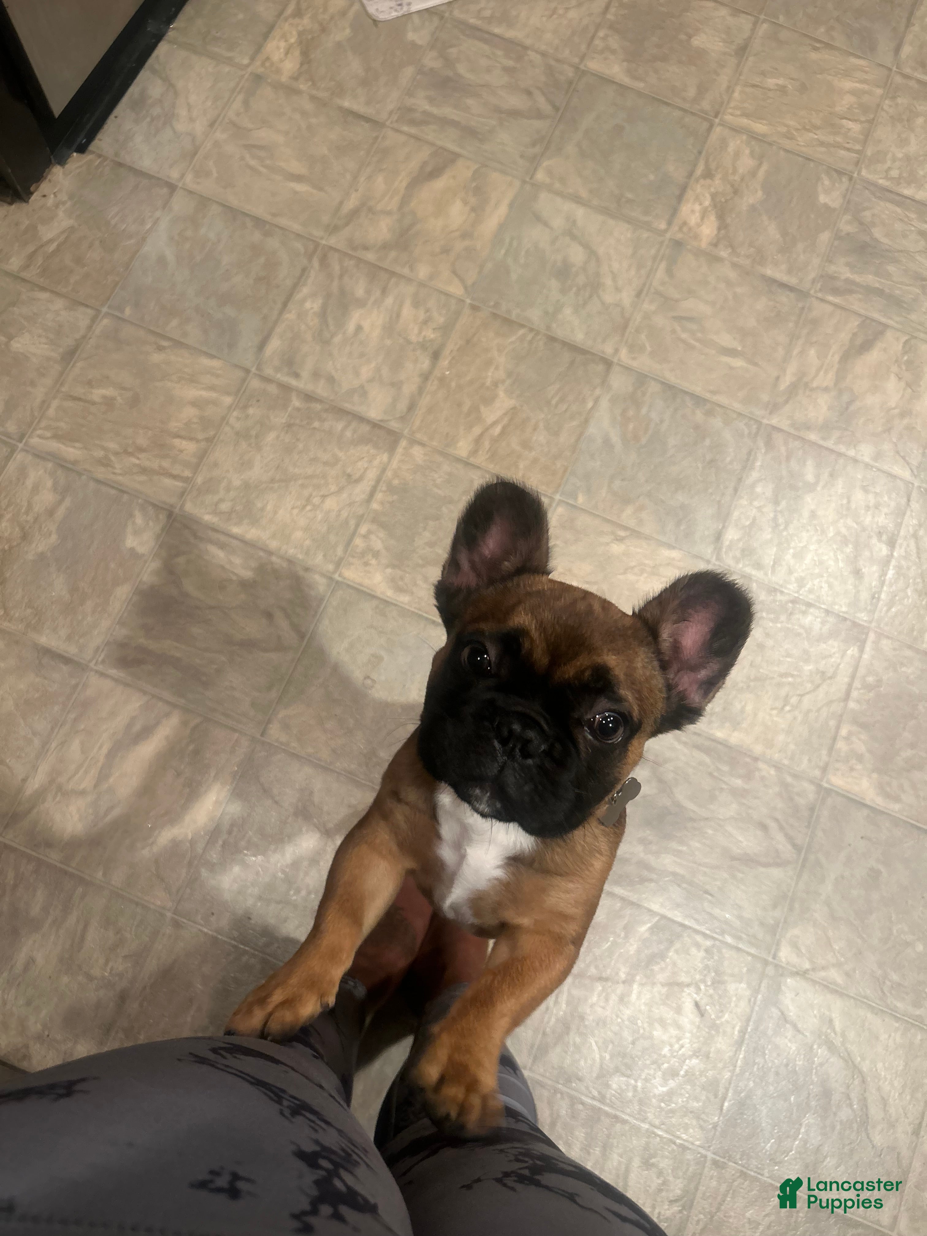 French Bulldog dogs French Bulldog 1 - Ad 6