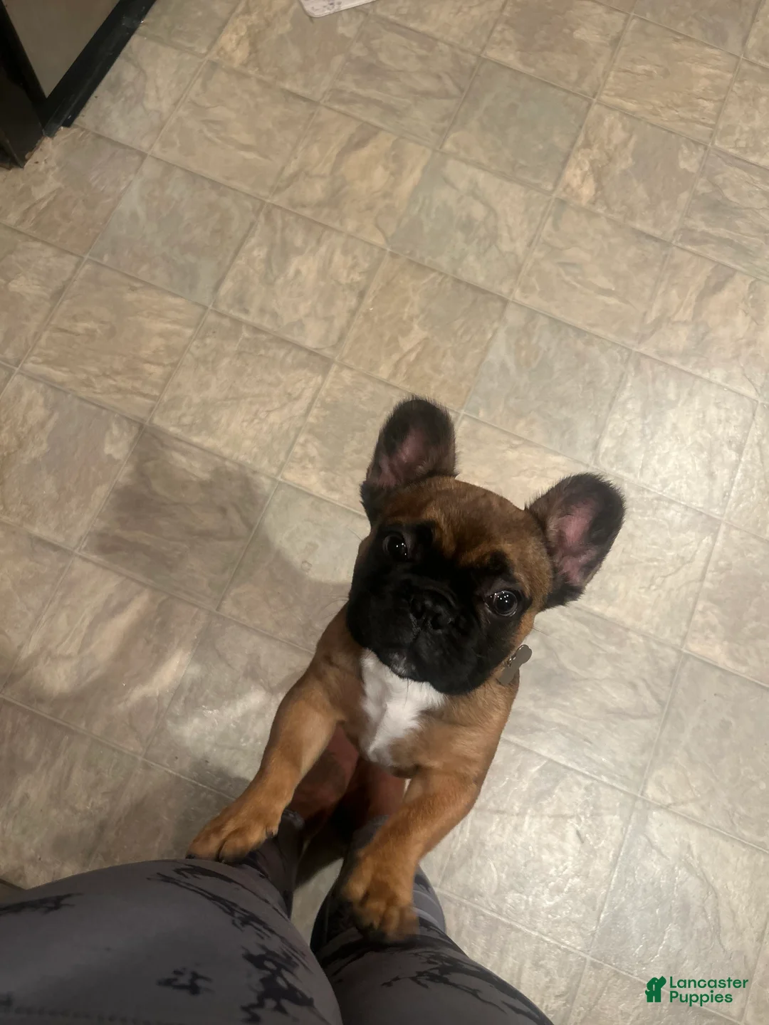 French Bulldog dogs for sale: French Bulldog 1 - Ad 1