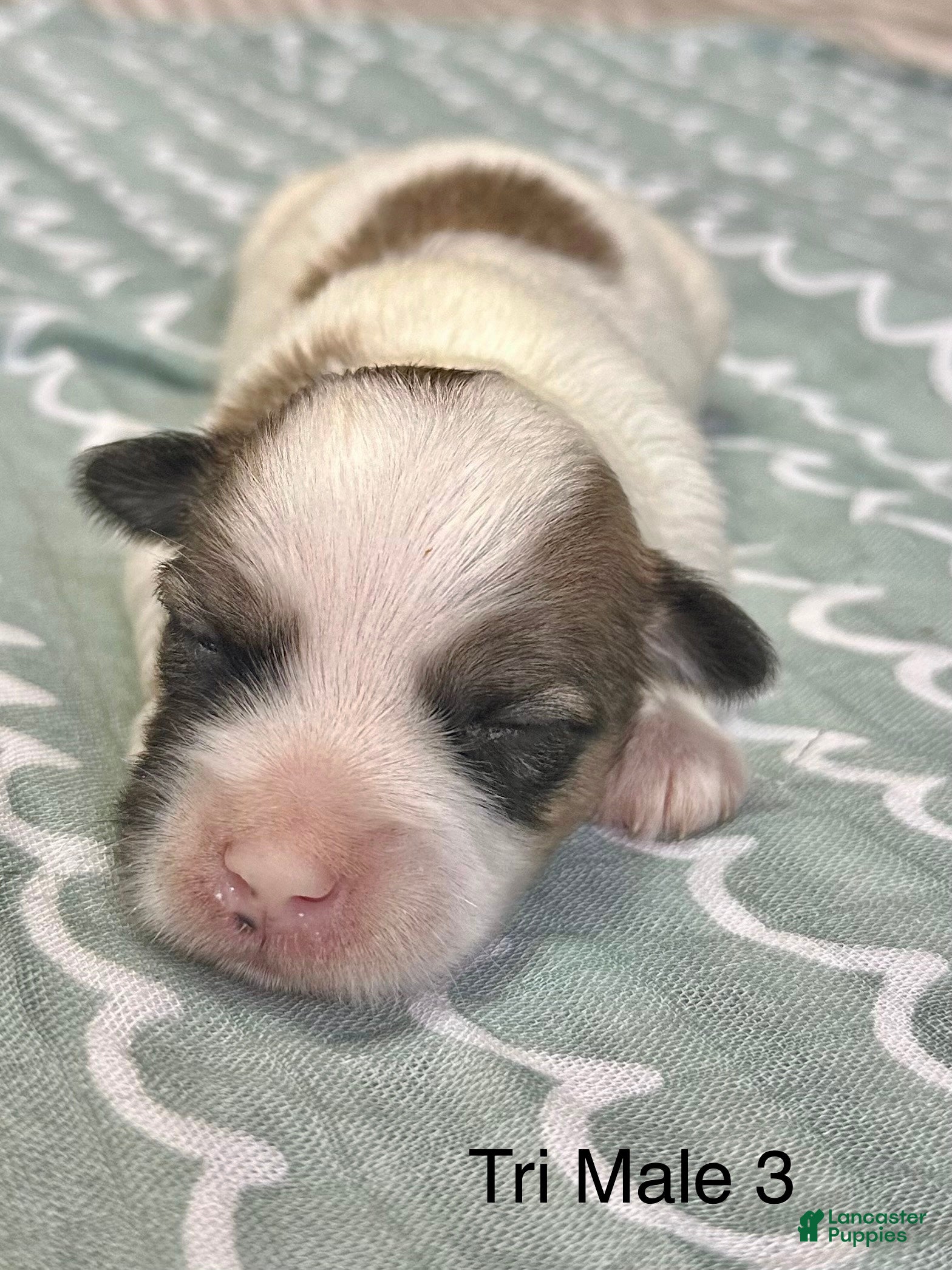 Coton De Tulear dogs Coton De Tulear Puppy 4 - Ad 4