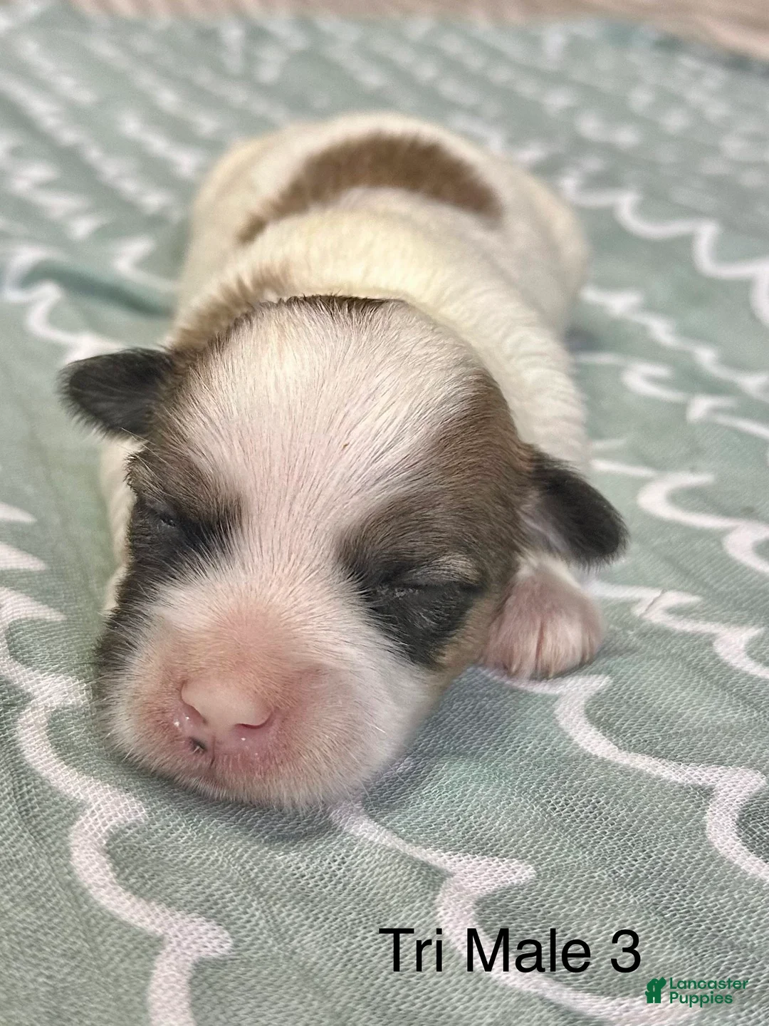 Coton De Tulear dogs for sale: Coton De Tulear Puppy 4 - Ad 1