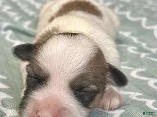 Coton De Tulear dogs Coton De Tulear Puppy 4 - Ad 14