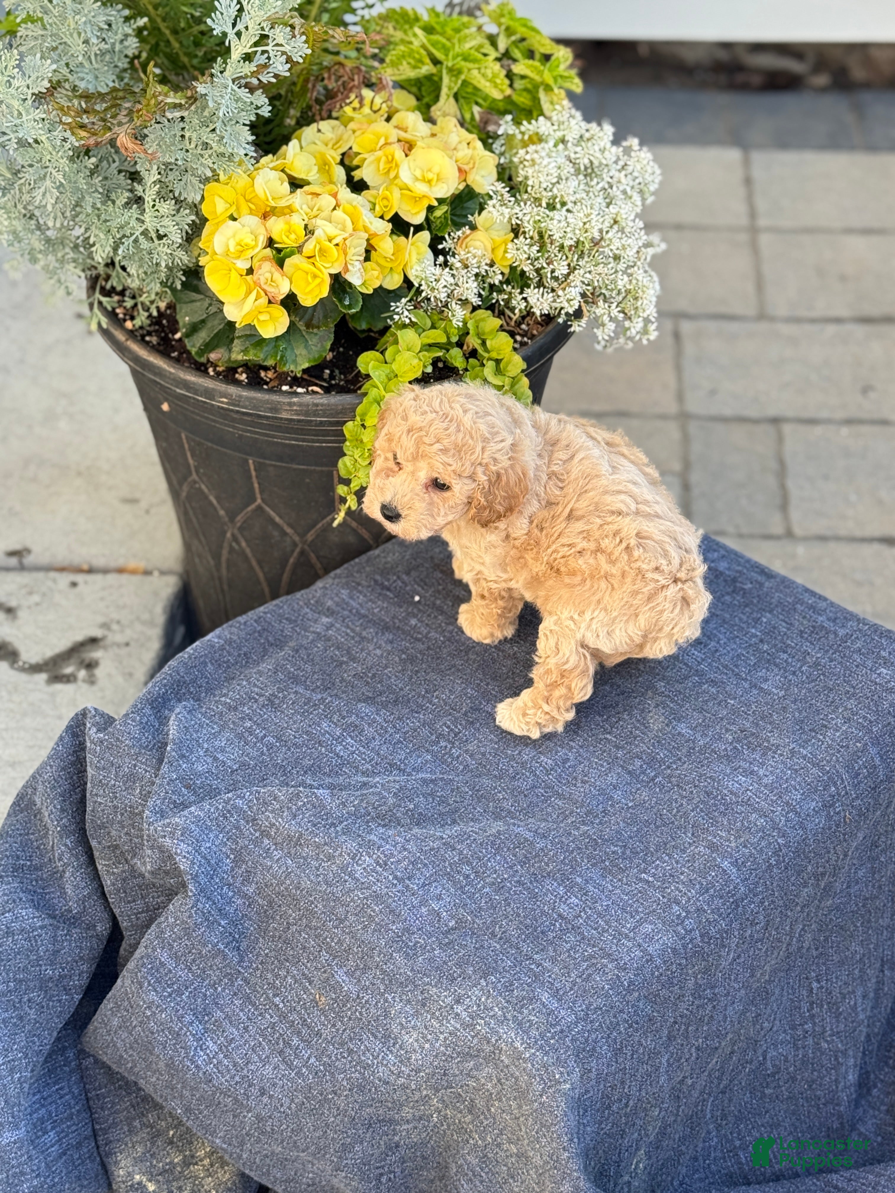 Bichpoo dogs for sale: Finn - Ad 6