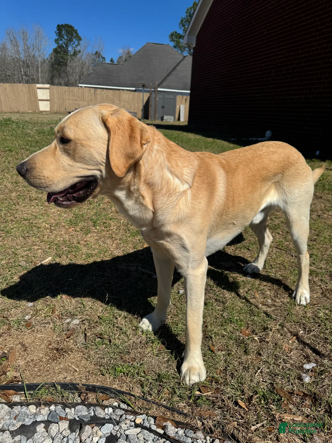 Labrador Retriever dogs for stud: Bo Conley - Ad 1
