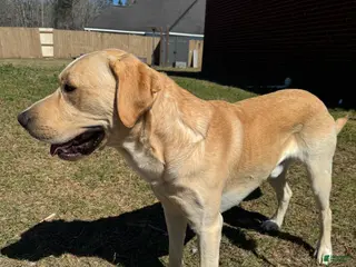 Labrador Retriever dogs Bo Conley - Ad 3