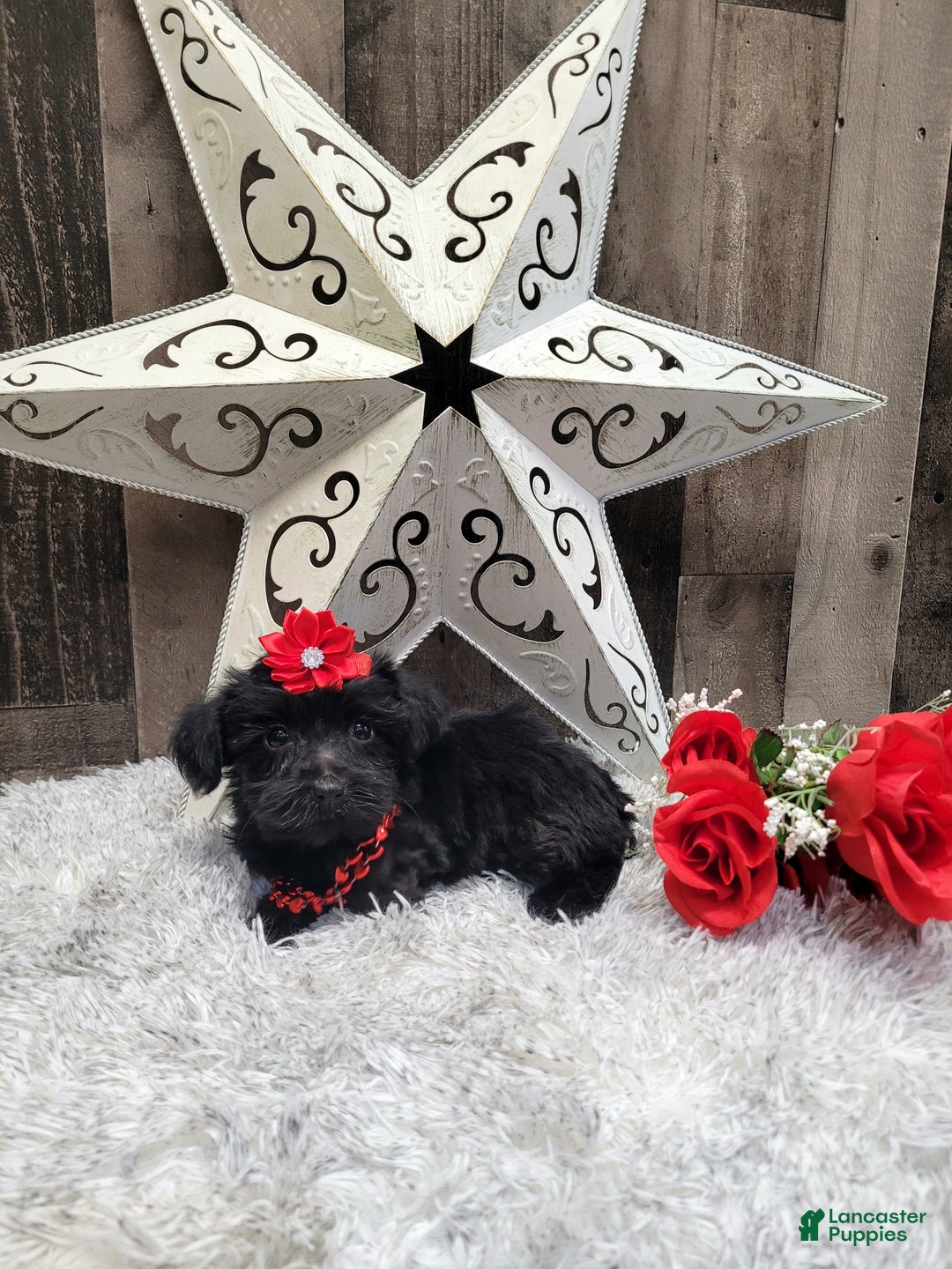 Mixed Breed dogs for sale: Cupcake - Ad 7